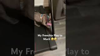 French Bulldog’s are so Playful !!! #frenchbulldog #frenchie