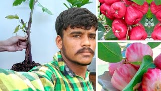 रोज एप्पल की ग्राफ्टिंग एलोवेरा की मददसे कर सकते हे #fruitgrafting #vlog #grafting #roseapple #video