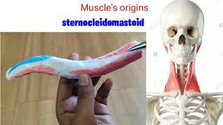 Clavicle-Osteology/anatomy what are the muscles attached with clavicle/cleidocranial dysostosis