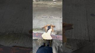 Good doggo takes away treats in style #shorts #dogshorts #funnyanimalvideos #animals #pets #funny