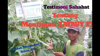 Testimoni Sahabat Tentang MENTIMUN ZATAVY F1 #mentimun #cappanahmerah