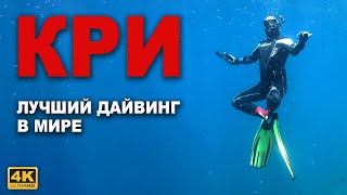 КАПИТАН ГЕРМАН: Подводные Сокровища Раджа Ампат: Снорклинг на Кри. Жители подводного царства