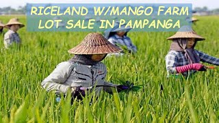 #75 HOLD - RICELAND W/MANGO FARM LOT for Sale in Pampanga Philippines