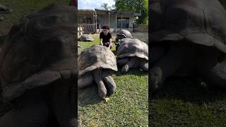 पागल लड़के ने कछुए को खिलाए सेब 🍎 😮 #shorts #tortoise #shortsviral #shortsfeed