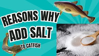 The Shocking Reason Salt Makes Harvested Fish Better