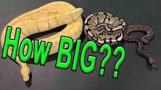 Ball Python Size?!