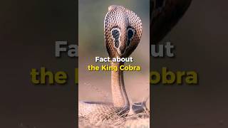 King Cobra: The Dominant King of Snakes | Unveiling the World's Largest Venomous Serpent!