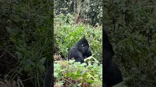 When you meet the Silverback in its territory #nature #gorilla #animal #shorts #bwindi