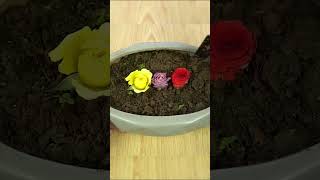 Try growing roses from flower buds   how to propagate roses with banana