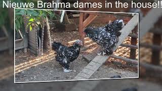 Nieuwe Brahma-dames in the house.