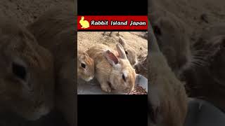 ASMR by bunnies #rabbit #bunny #shorts