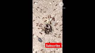 Ant world|කුහුඹි ලෝකය #wonderful #nature #travel #youtube #antlove