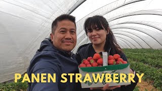 Petik Strawberry-nya Ga Seberapa Tapi Makan-nya Lumayan Banyak