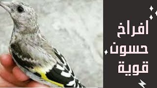 كيف تصبح افراخ حسونك قويه ومناعتها قوية 👉💉🥀