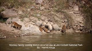 Monkey family cooling down on a hot sunny day at Jim Corbett National Park & Tiger Reserve, Dhikala!