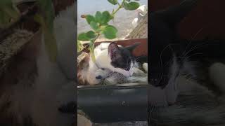 Günaydın-Saksıda iki yaramaz kedi 😄#cat #funny #trending