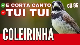 COLEIRINHA TUI TUI E CORTA CANTO