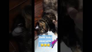 sapa suru bercinta,enakkan  jadi kucing di elus elus tiap hari #kucing lucu#kucingviral