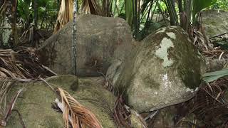 Seychelles Praslin La Vallée de Mai