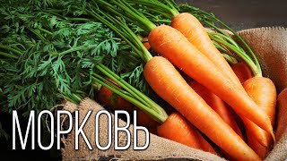 Морковь: Королева овощей | Интересные факты про морковь