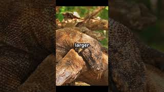 The mighty komodo dragon: Nature's giant! #shorts #viralvideo #komodo #dragon #animals #wildlife