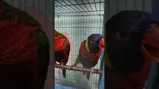 Very cute & innocent hand tamed lorikeets