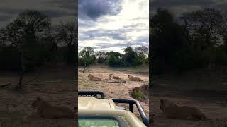 River pride found on the dam wall #africa #lion #africansafari #wildlife #cats