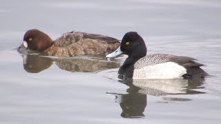 Lesser Scaup