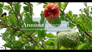 Araticum  vermelho - Annona spinescens