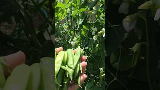 19/06/2024 Picking sugar snap peas for lunch😂🌷🍀🌱so healthy