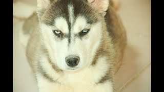 تدريب كلب هاسكي صغير بالطوق والمكافات Small Husky Dog Training with Collar and Bonuses