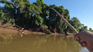 PESCARIA NA BATIDA COM VARA DE BAMBU.. pescaria  caiaque no rio miranda...