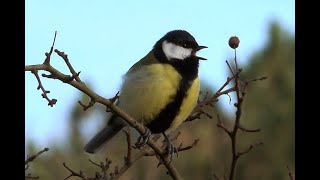 Koolmees Parus major, verschillende typen zang