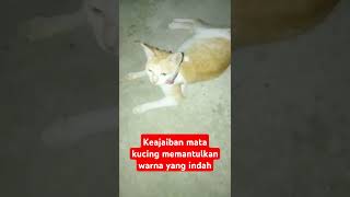 keajaiban Warma mata kucing.# #sioyen #shortsviral #catlover