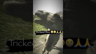 Man Tricks Camel Into Eating A Lemon😂 #shorts