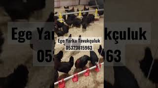 Mersindeyiz Ataks Tesmilatı