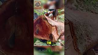 Wadang tree cutting process - Part End  #shortsvideo #shorts  #woodworking #world #chainsaw