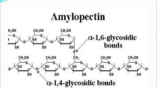 CHEM2114 - Lecture 15 - Biological Functions of Starch and Glycogen