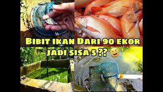 Vlog Di Kampung | Panen Ikan Mujair #Dailylife