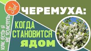 Душистая черемуха: как можно отравиться. При чем тут амигдалин, B17 и лаэтрил от рака.