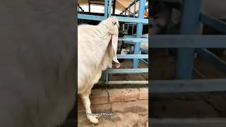 Kambing Lucu II Kambing Besar Warna Putih II Embek Suara Kambing #shorts #viral #kambinglucu