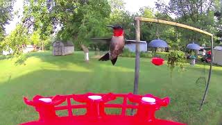 "My pair of nesting Ruby Throated hummers enjoying a drink"--Captured by Soliom BF10 hummingbird Cam