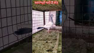 Saharanapuri Kabutar Sale Lucknow 8707698889 #lucknowpigeon #lucknowkabutar #kabootar #sale