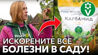 УНИЧТОЖЬТЕ ВСЕ БОЛЕЗНИ В САДУ ОСЕНЬЮ! Искореняющая обработка сада: когда и как правильно сделать