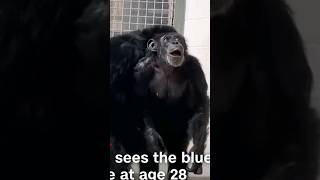 Chimpancé ve el cielo por primera vez.