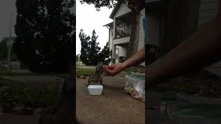 I like to feed them 🐿️🐿️🐿️. 🐿️👍🛎️😃❤#mysquirrelsonthebalcony #squirrel #melgsbackyardsquirreling.