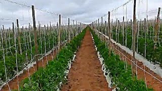 ROÇA DE PLANTIO DE TOMATE! NA FAZENDA IGARASHI CASCAVEL IBICOARA