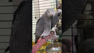 African Talking Parrot | Hand African Grey Parrot Speaking P1 #youtubetrendingshort