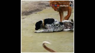 dog prank tiger prank lion prank dog fake tiger prank dog tiger prank on dog fake tiger #short