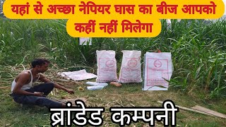 नेपियर घास - 10 साल तक लगातार कटाई देने वाला हरा चारा | #supernapierghas